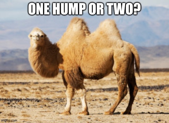 Come on down to the Camel Lot! | ONE HUMP OR TWO? | image tagged in talkin shit camel | made w/ Imgflip meme maker