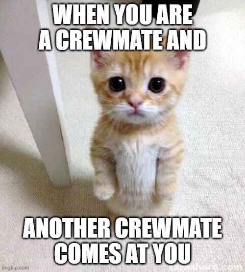 Cute Cat | WHEN YOU ARE A CREWMATE AND; ANOTHER CREWMATE COMES AT YOU | image tagged in memes,cute cat | made w/ Imgflip meme maker