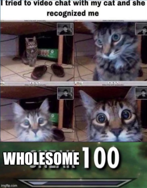 This is too adorable | image tagged in wholesome 100,video chat,cat | made w/ Imgflip meme maker