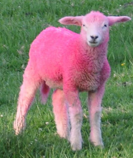 High Quality pink sheep Blank Meme Template