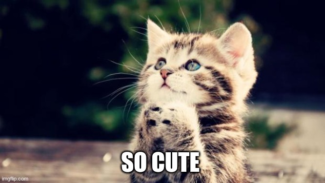 Cute kitten | SO CUTE | image tagged in cute kitten | made w/ Imgflip meme maker