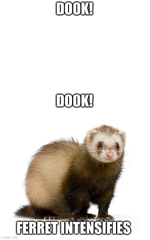 DOOK! DOOK! FERRET INTENSIFIES | image tagged in blank white template | made w/ Imgflip meme maker