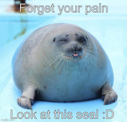 Forget your pain | Forget your pain; Look at this seal :D | image tagged in look at me | made w/ Imgflip meme maker