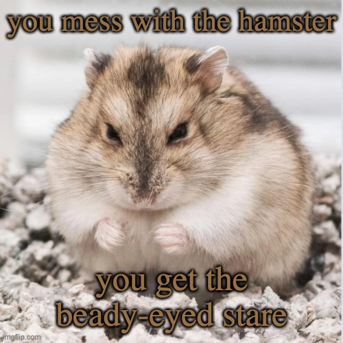 Annoyed Hamster is annoyed | you mess with the hamster; you get the beady-eyed stare | image tagged in you know what you did,hamster | made w/ Imgflip meme maker