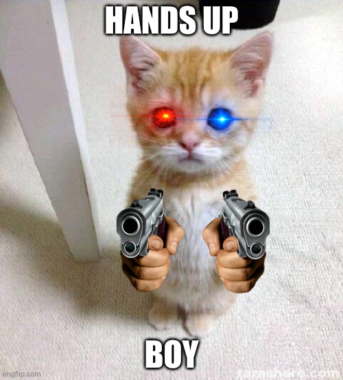 Cute Cat Meme | HANDS UP; BOY | image tagged in memes,cute cat | made w/ Imgflip meme maker