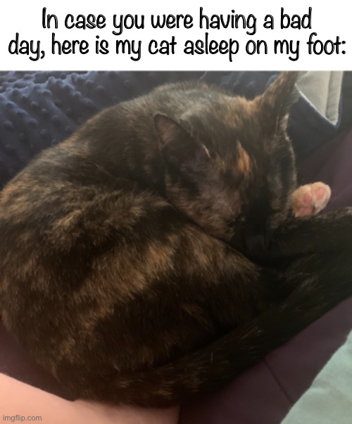 :) | In case you were having a bad day, here is my cat asleep on my foot: | image tagged in cats,cat | made w/ Imgflip meme maker