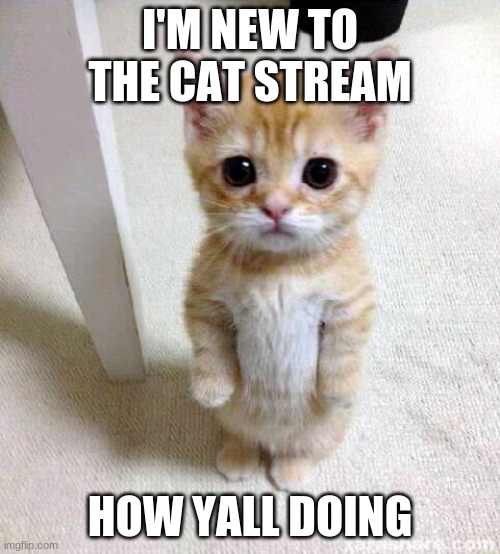 the ogs new | I'M NEW TO THE CAT STREAM; HOW YALL DOING | image tagged in memes,cute cat | made w/ Imgflip meme maker