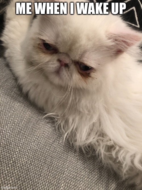 Cat Meme | ME WHEN I WAKE UP | image tagged in cats | made w/ Imgflip meme maker