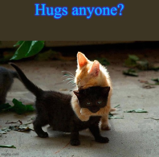 Pwease? | Hugs anyone? | image tagged in kitten hug | made w/ Imgflip meme maker