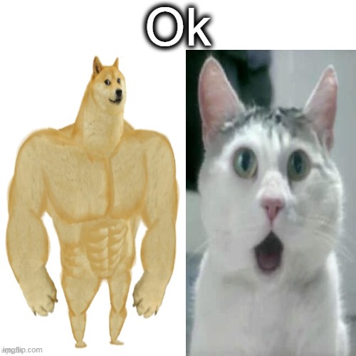  Ok | image tagged in cat | made w/ Imgflip meme maker