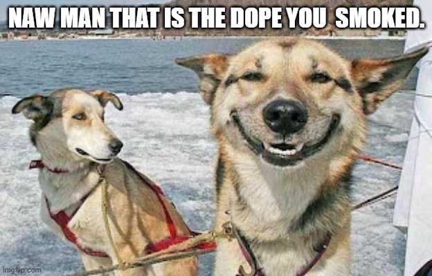 Original Stoner Dog Meme | NAW MAN THAT IS THE DOPE YOU  SMOKED. | image tagged in memes,original stoner dog | made w/ Imgflip meme maker