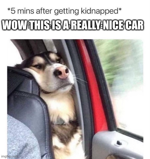 Dog |  WOW THIS IS A REALLY NICE CAR | image tagged in funny,memes,dog,funny memes,dank memes,dank | made w/ Imgflip meme maker