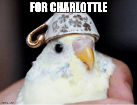 random | FOR CHARLOTTLE | image tagged in funny,cute | made w/ Imgflip meme maker