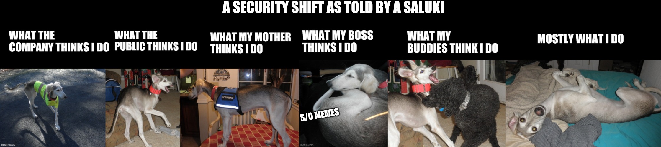 A SECURITY SHIFT AS TOLD BY A SALUKI; S/O MEMES | image tagged in security | made w/ Imgflip meme maker