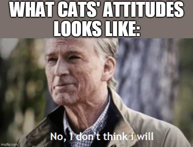 No, i dont think i will | WHAT CATS' ATTITUDES
LOOKS LIKE: | image tagged in no i dont think i will,cats,funny,funny memes,funny cats,catslovers | made w/ Imgflip meme maker