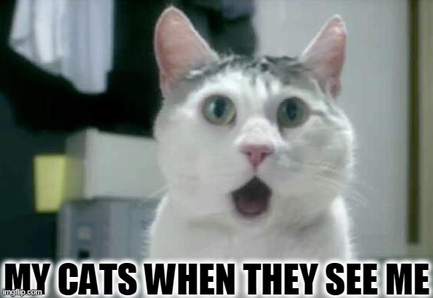 OMG Cat | MY CATS WHEN THEY SEE ME | image tagged in memes,omg cat,funny cats,cats,cats are awesome,i love cats | made w/ Imgflip meme maker