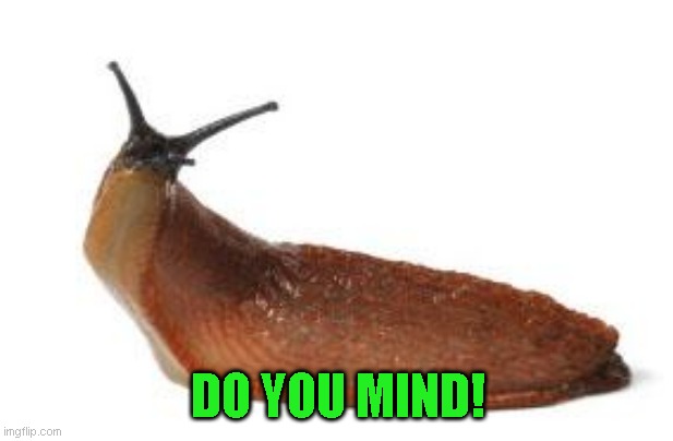 slug life | DO YOU MIND! | image tagged in slug life | made w/ Imgflip meme maker