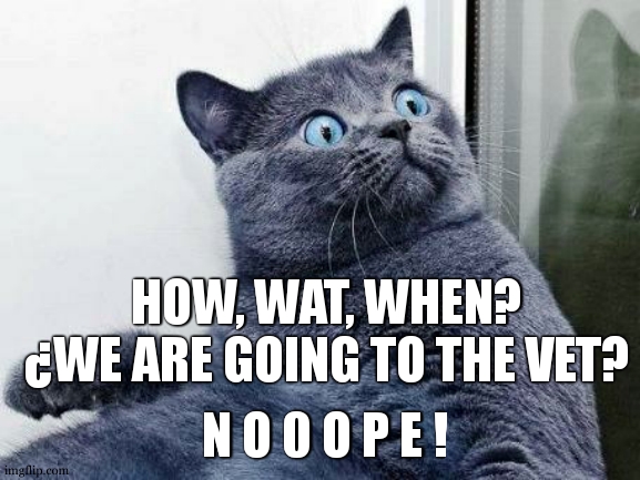 NOPE! cat | HOW, WAT, WHEN? ¿WE ARE GOING TO THE VET? N O 0 O P E ! | image tagged in surprised cat | made w/ Imgflip meme maker
