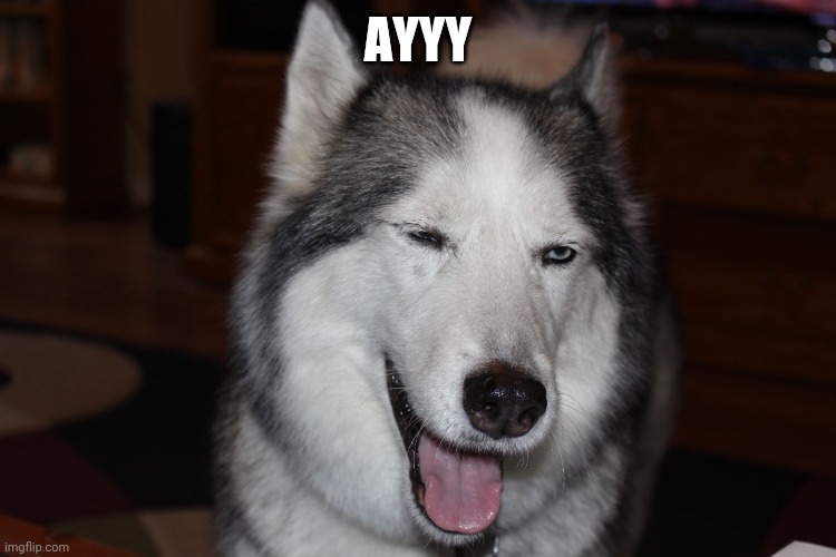 Sadie Lady Dog Dog... | AYYY | image tagged in sadie lady dog dog | made w/ Imgflip meme maker