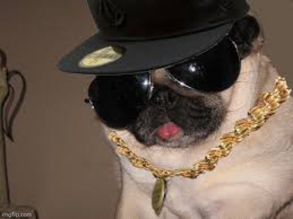 gangster dog | image tagged in gangster dog | made w/ Imgflip meme maker