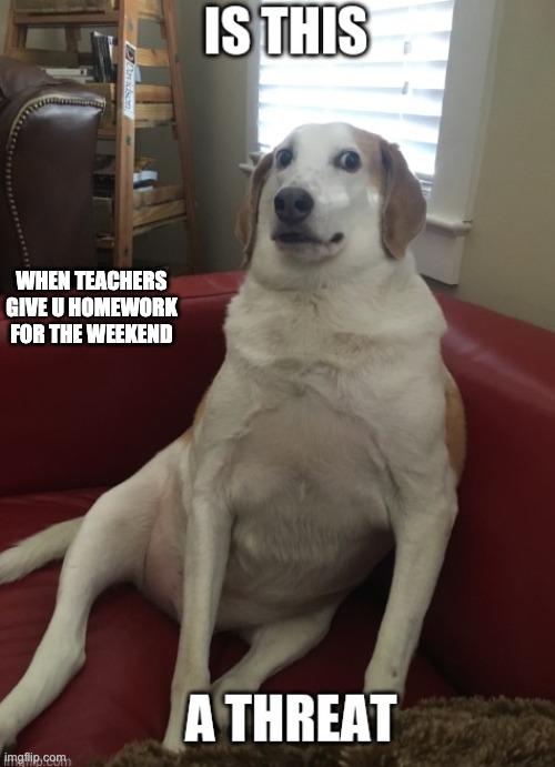 dog | WHEN TEACHERS GIVE U HOMEWORK FOR THE WEEKEND | image tagged in work | made w/ Imgflip meme maker