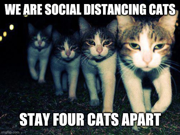 Wrong Neighboorhood Cats | WE ARE SOCIAL DISTANCING CATS; STAY FOUR CATS APART | image tagged in memes,wrong neighboorhood cats | made w/ Imgflip meme maker