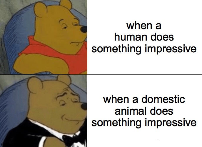 Tuxedo Winnie The Pooh Meme | when a human does something impressive; when a domestic animal does something impressive | image tagged in memes,tuxedo winnie the pooh | made w/ Imgflip meme maker