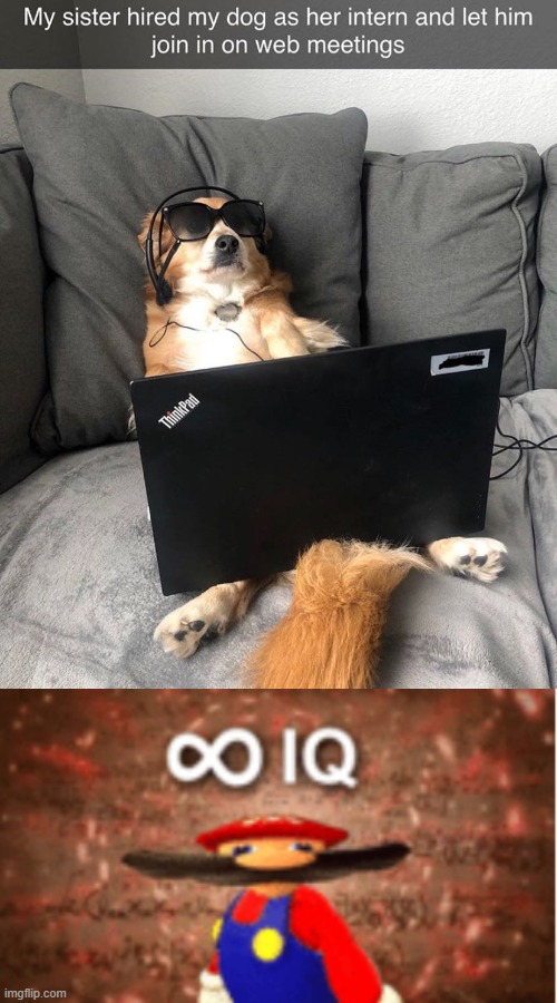 zoom just got a doggo with a million IQ | image tagged in infinite iq,doggo,zoom,funny memes | made w/ Imgflip meme maker
