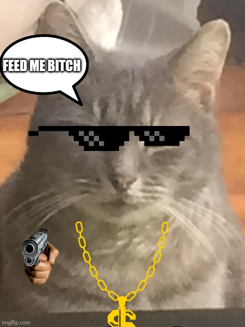 Chase | FEED ME BITCH | image tagged in chase,cats,gangster | made w/ Imgflip meme maker