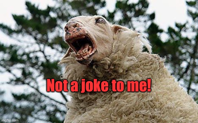 Mad Sheep | Not a joke to me! | image tagged in mad sheep | made w/ Imgflip meme maker