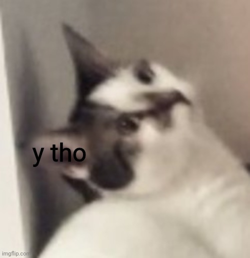 High Quality y tho cat Blank Meme Template