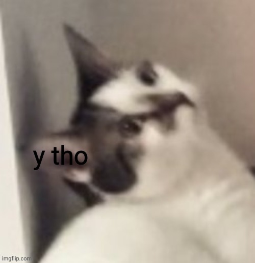 uh new temp | image tagged in y tho cat | made w/ Imgflip meme maker