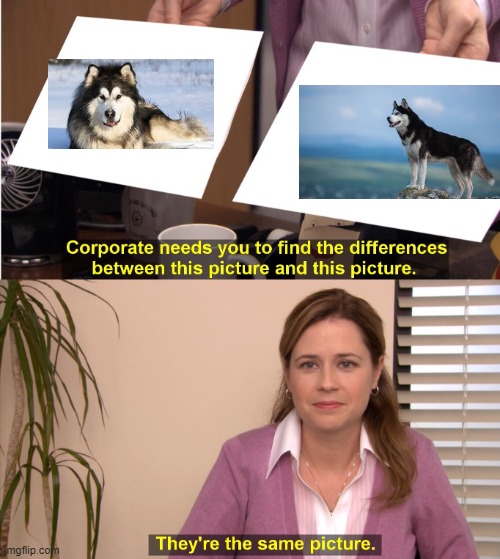 They're The Same Picture | image tagged in memes,they're the same picture | made w/ Imgflip meme maker