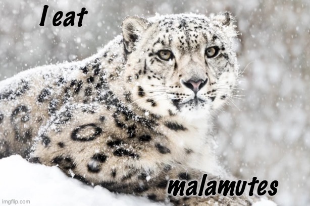 Not only dogs are good in the snow | I eat; malamutes | image tagged in cats,leopard,winter,snow | made w/ Imgflip meme maker