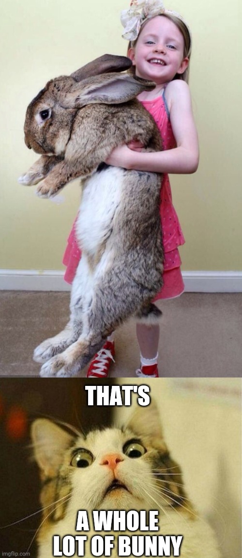 ALMOST THE SIZE OF A DOG | THAT'S; A WHOLE LOT OF BUNNY | image tagged in memes,scared cat,bunny,rabbit | made w/ Imgflip meme maker