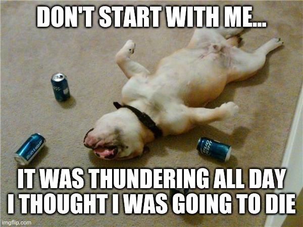 Dog afraid of thunder |  DON'T START WITH ME... IT WAS THUNDERING ALL DAY I THOUGHT I WAS GOING TO DIE | image tagged in drunk dog | made w/ Imgflip meme maker