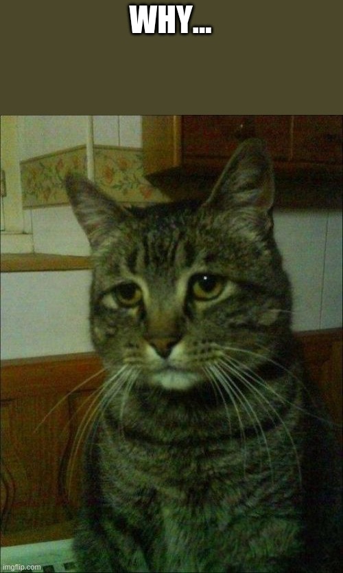 Depressed Cat Meme | WHY... | image tagged in memes,depressed cat | made w/ Imgflip meme maker