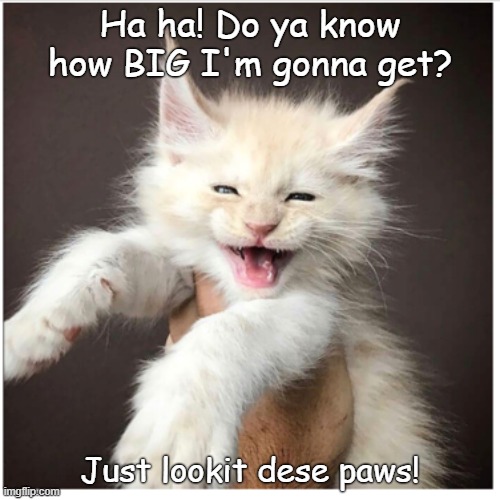 Big paws | Ha ha! Do ya know how BIG I'm gonna get? Just lookit dese paws! | image tagged in funny cats | made w/ Imgflip meme maker