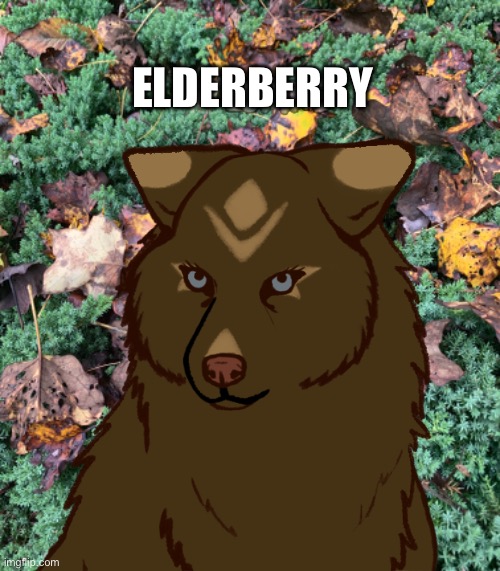 From: Mystic woods | Found at: Mystic woods | ELDERBERRY | made w/ Imgflip meme maker
