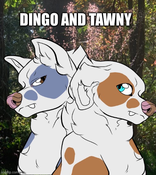 From: Mystic woods | Found at: Mystic woods | DINGO AND TAWNY | made w/ Imgflip meme maker