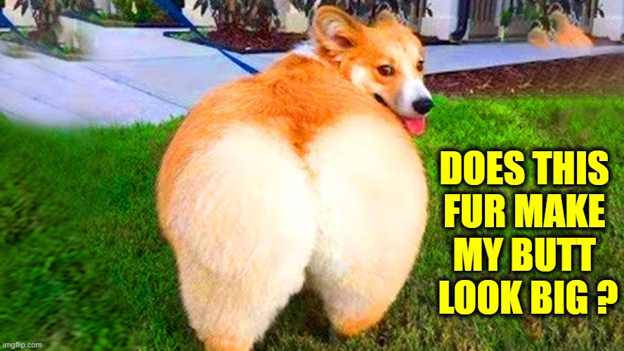 Tell the Truth.... |  DOES THIS 

FUR MAKE 
MY BUTT 
LOOK BIG ? | image tagged in funny,cute,feeling cute,lol | made w/ Imgflip meme maker