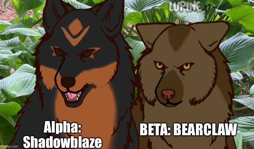 From: Mystic woods | Found at: Mystic woods | BETA: BEARCLAW; Alpha: Shadowblaze | made w/ Imgflip meme maker