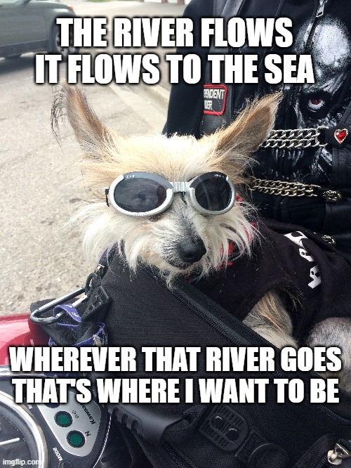 Leashy Rider | THE RIVER FLOWS
IT FLOWS TO THE SEA; WHEREVER THAT RIVER GOES
THAT'S WHERE I WANT TO BE | image tagged in funny dog memes,funny dogs,funny memes,easy rider | made w/ Imgflip meme maker
