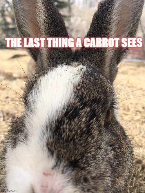 Last Thing | THE LAST THING A CARROT SEES | image tagged in funny,funny memes,funny animals | made w/ Imgflip meme maker