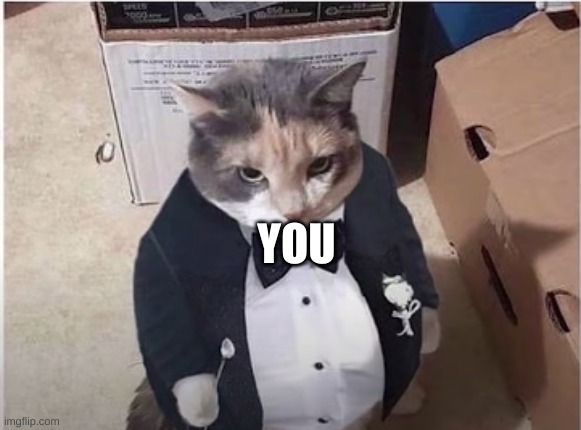 Fancy Cat | YOU | image tagged in fancy cat | made w/ Imgflip meme maker