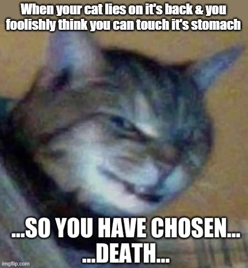 A common mistake | When your cat lies on it's back & you foolishly think you can touch it's stomach | image tagged in so you have chosen death,cat meme,confusing,painful | made w/ Imgflip meme maker