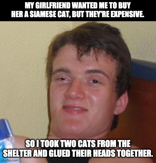 Siamese | MY GIRLFRIEND WANTED ME TO BUY HER A SIAMESE CAT, BUT THEY'RE EXPENSIVE. SO I TOOK TWO CATS FROM THE SHELTER AND GLUED THEIR HEADS TOGETHER. | image tagged in memes,10 guy | made w/ Imgflip meme maker