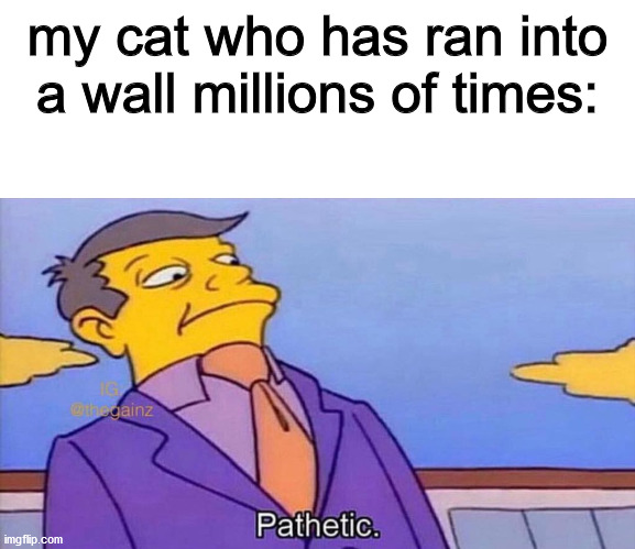 Pathetic | my cat who has ran into a wall millions of times: | image tagged in pathetic | made w/ Imgflip meme maker