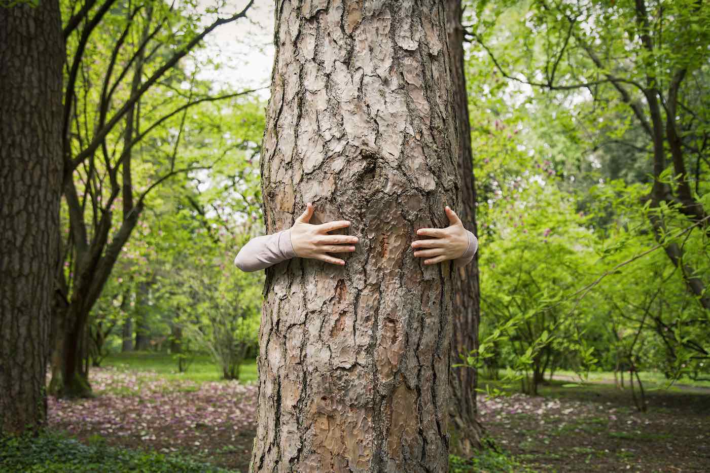 High Quality Hugging A Tree Blank Meme Template