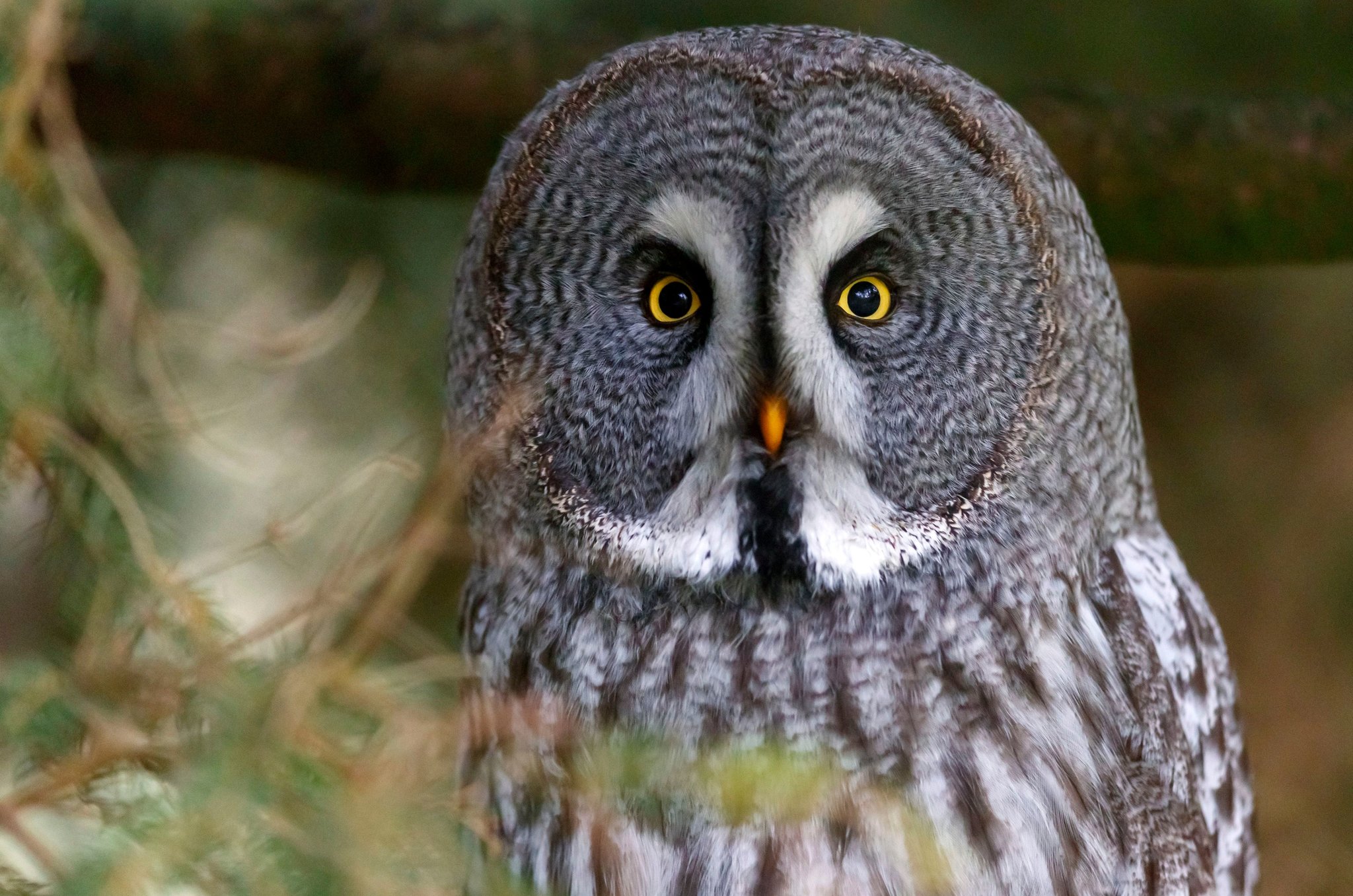 Superbo owl Blank Meme Template